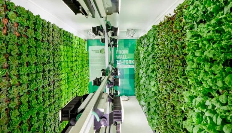 Supermercado israelense utiliza hortas verticais para vender verduras frescas